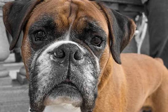 Boxer