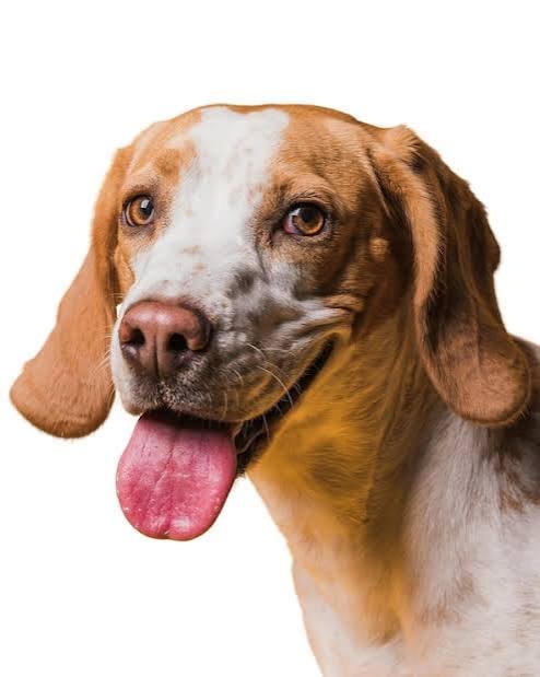 Mascota de la clínica